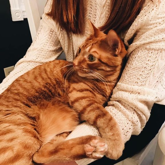 Meet your Posher, Madison - Picture 1 of 1